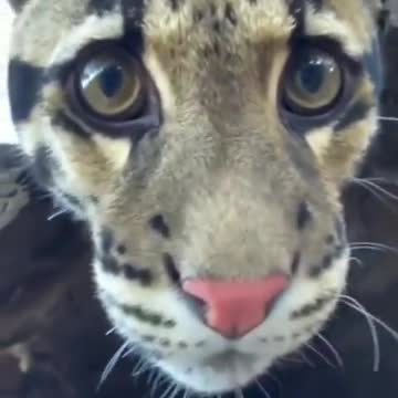 Clouded leopard (handsome)