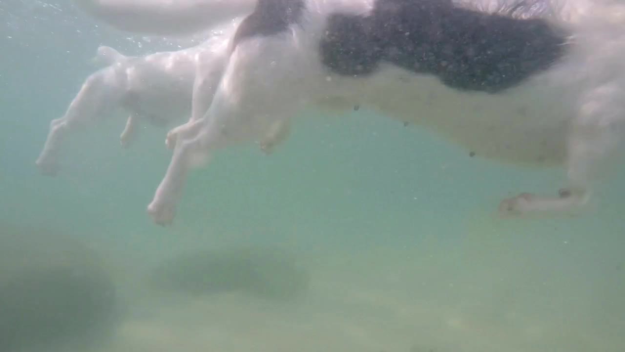 Two Dogs Swimming Underwater in Sea. Slow Motion