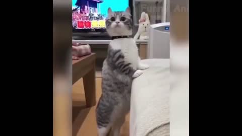 Funny animalsThe short funny videos with cats dogs and other animals