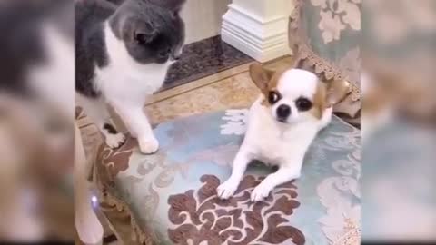 Baby dogs, cute and funny dogs video's