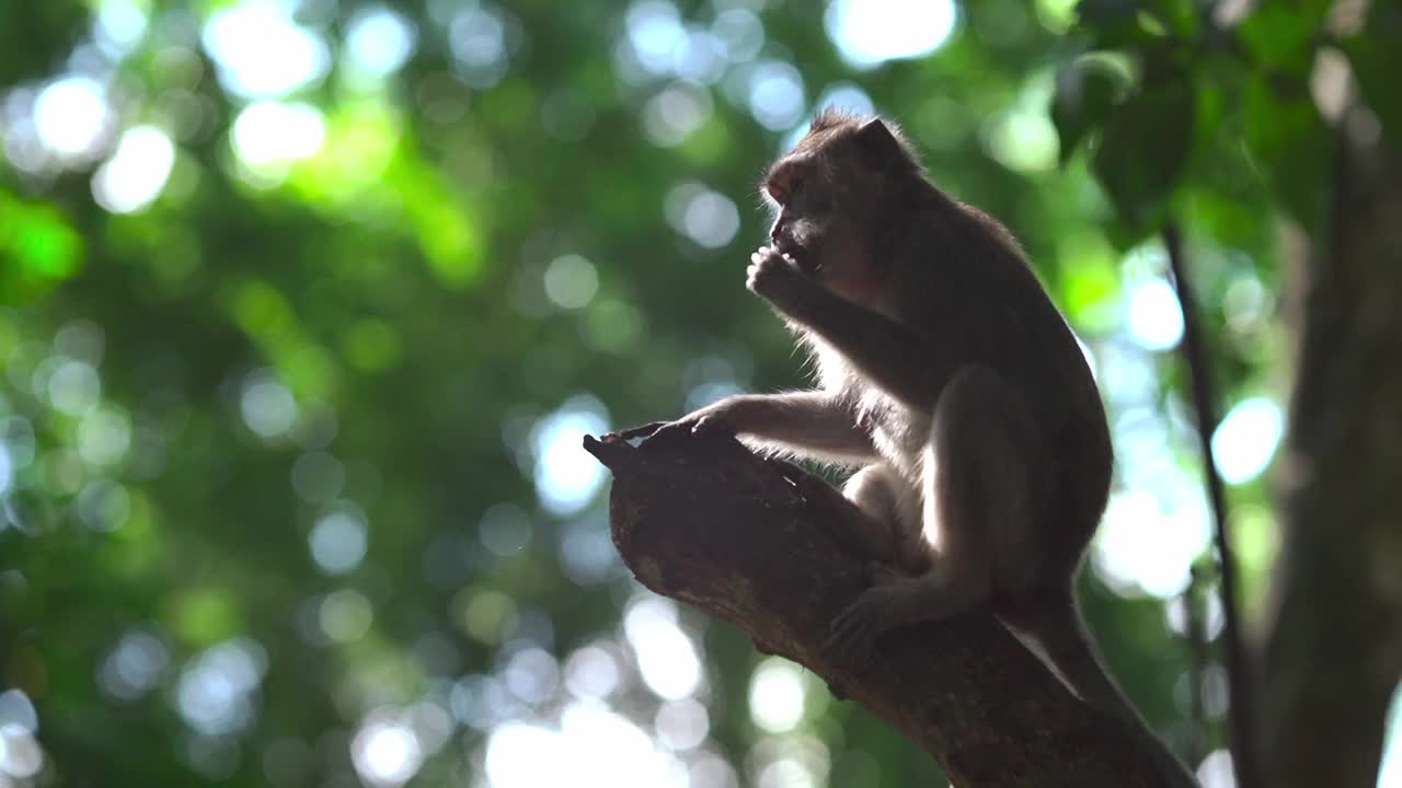 A monkey is playing with its baby.