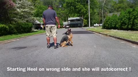 Few tips on how to make dog aggressive