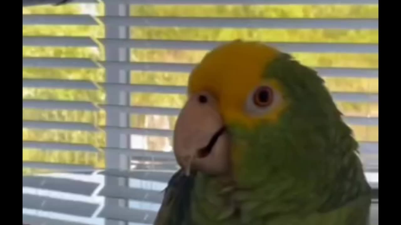 YEOW🦜😅😜🫣