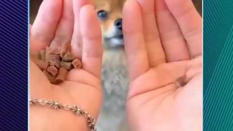 Funny cats and dogs 2024 super cute