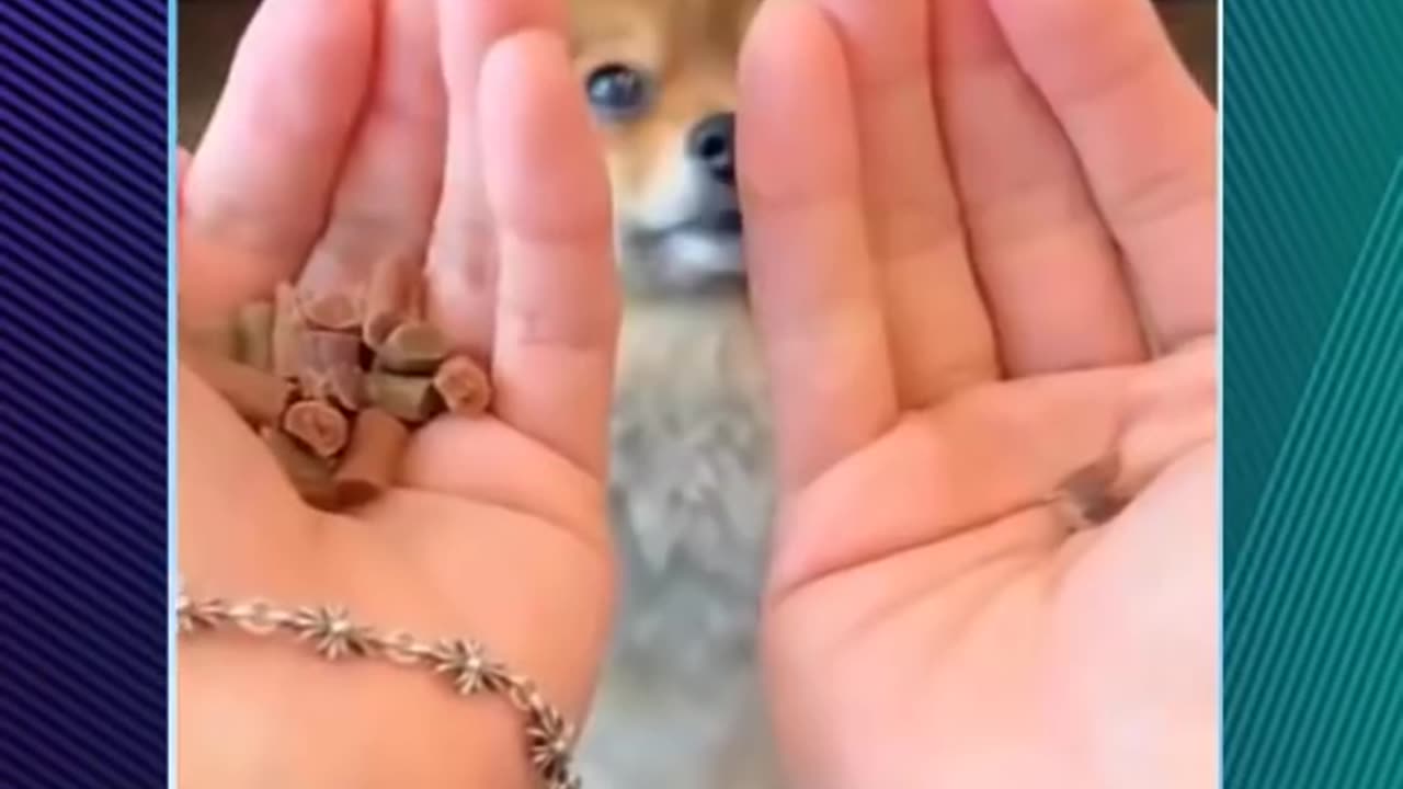 Funny cats and dogs 2024 super cute