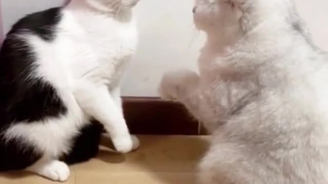 Cute cat funny