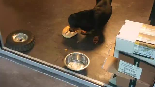 Funny Dog kebab eating fast ⏩⏩⏩