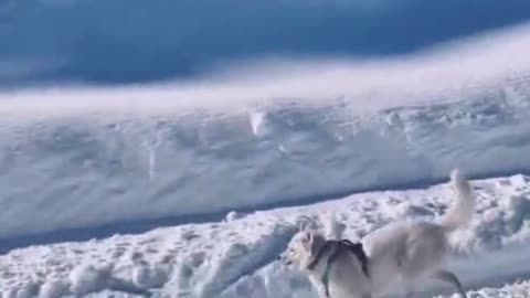 Funniest Snow Dog Video home for Christmas