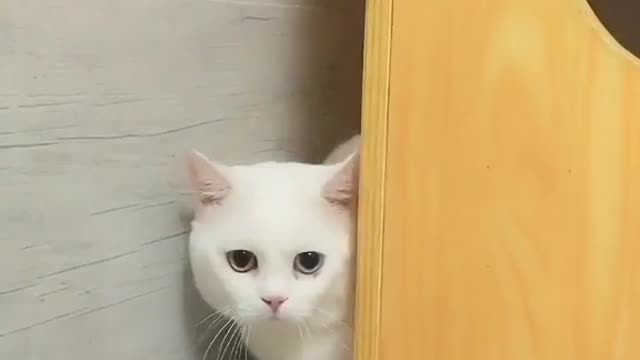 Funny cat play game