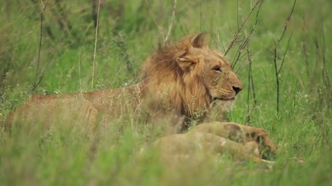 Male Lion Copyright Free Animal Videos