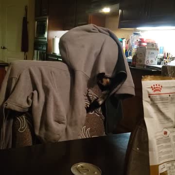 Lucy Acting Like My Jacket Is Catnip