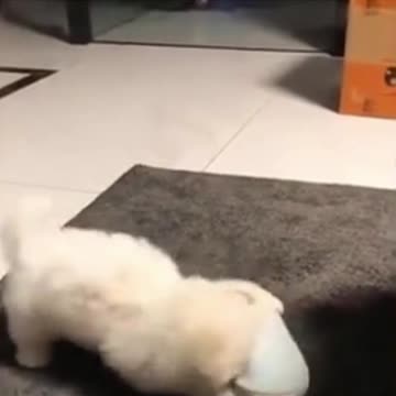 first taught the slipper to gnaw and then portray the flasher