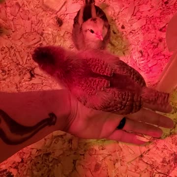 Competing to be Held