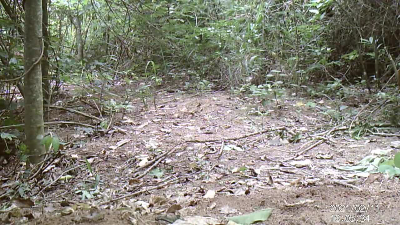 Jacu,quati,Jaguarund,furão tatu é gato-do-mato(animais silvestres da fauna brasileira)