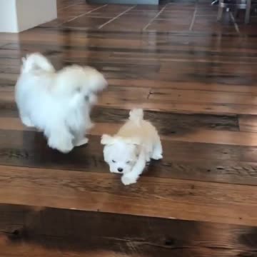 Hi Cici! Hi Coco! 🐶