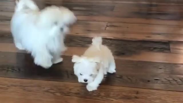 Hi Cici! Hi Coco! 🐶