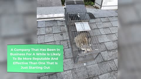 Animal Removal From Attic