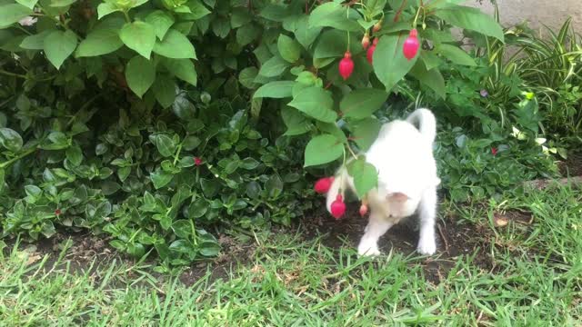 A white kitten playing with a flowering plant