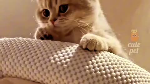 Cats funny video 😂😂🐱✨