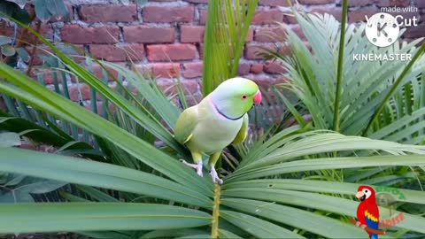 Small cute 💝parrot 🦜my backyard 🏝️