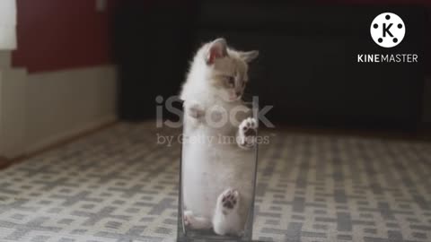 Funny.video.baby.cats.just.funny