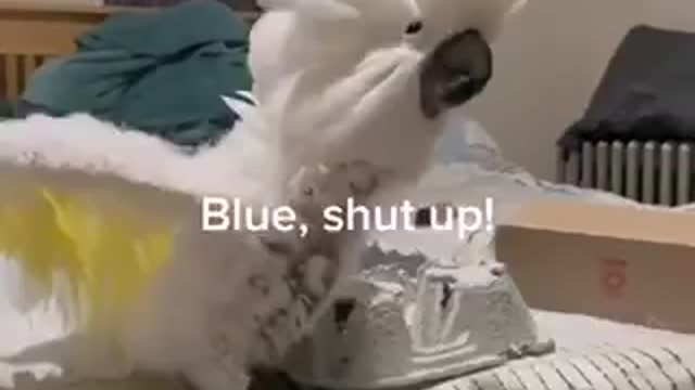 Bird getting off on owners