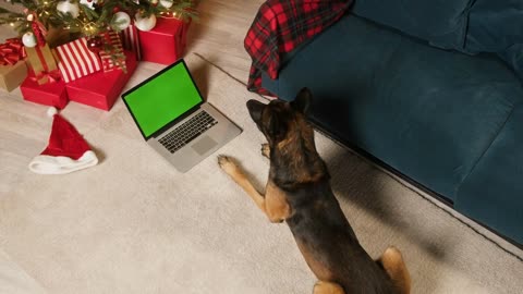 Malinois bard lying with laptop with green screen top view. Dog posing near decorated fur tree