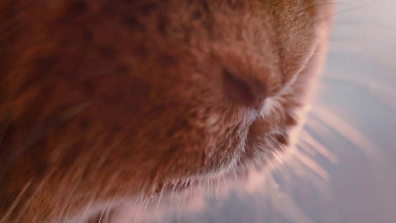 Rabbit nose sniffing. Closeup of brown rabbit mouth