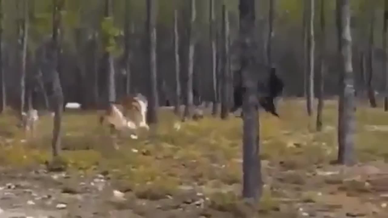 Enormous Creature Spotted in the Congo River & It’s Terrifying