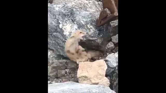 Workers Save a Trapped Fox