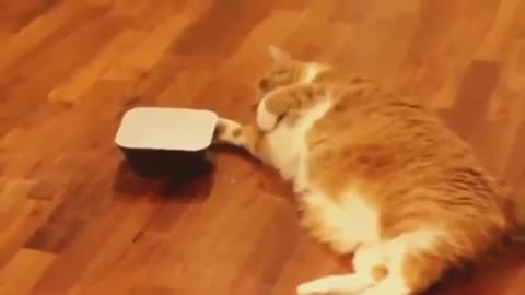 The lazy cats drink water with his paw!