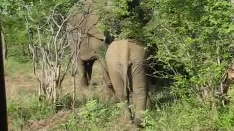 Mother and baby elephant come running towards us