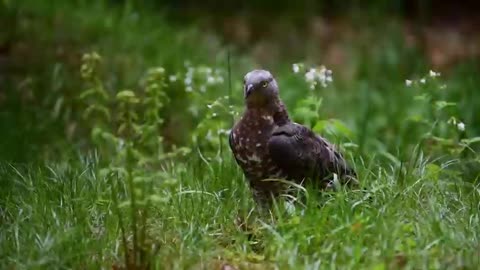 Journey to survive The seven migratory birds