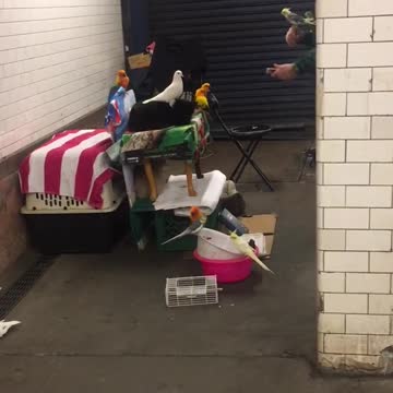 Man has collection of birds in 23 street terminal