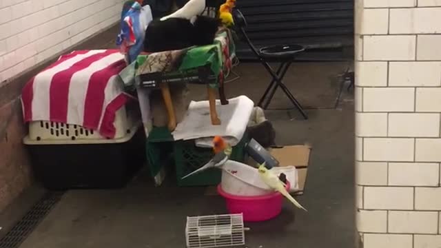Man has collection of birds in 23 street terminal