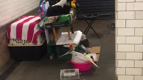 Man has collection of birds in 23 street terminal