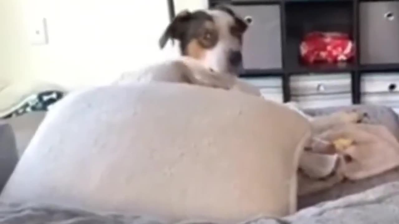 Dogs funny and cute video !!!!