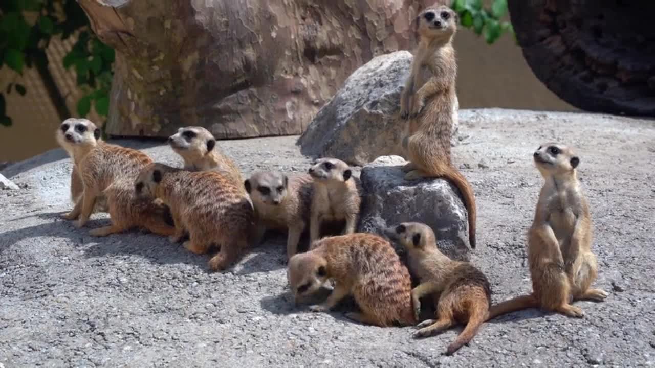 A Meerkat Family enjoying Their Day