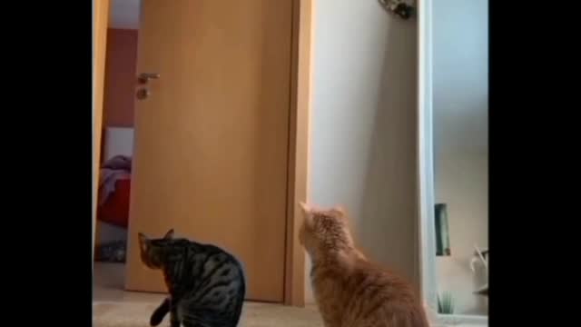 🐱🐈Curious kittens