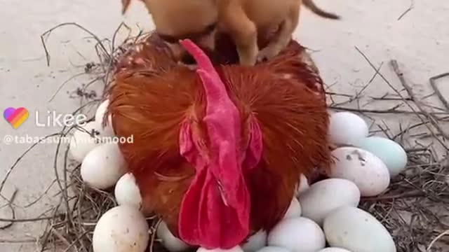 Baby seating hen