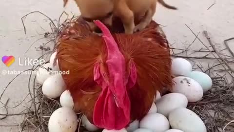Baby seating hen