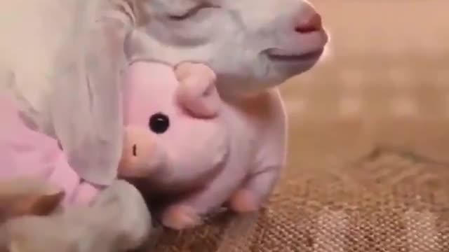 So cute you should watch this