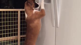 Smart Boxer Grabs Ice Treats