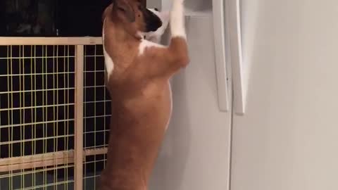 Smart Boxer Grabs Ice Treats