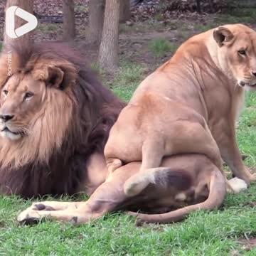 Lioness Wants Partner's Attention