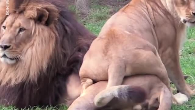 Lioness Wants Partner's Attention
