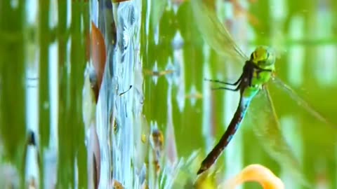 Frog is attack dragonfly