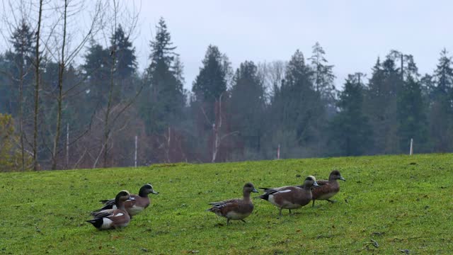 Ducks in a meadow during an afternoon