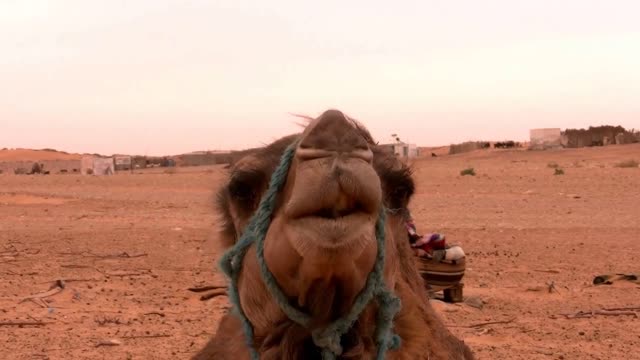 Is This The Ugliest Horse In The World? Not, It's a Camel.