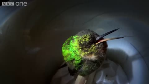 Humming bird sleeping